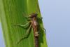 Erythromma lindenii